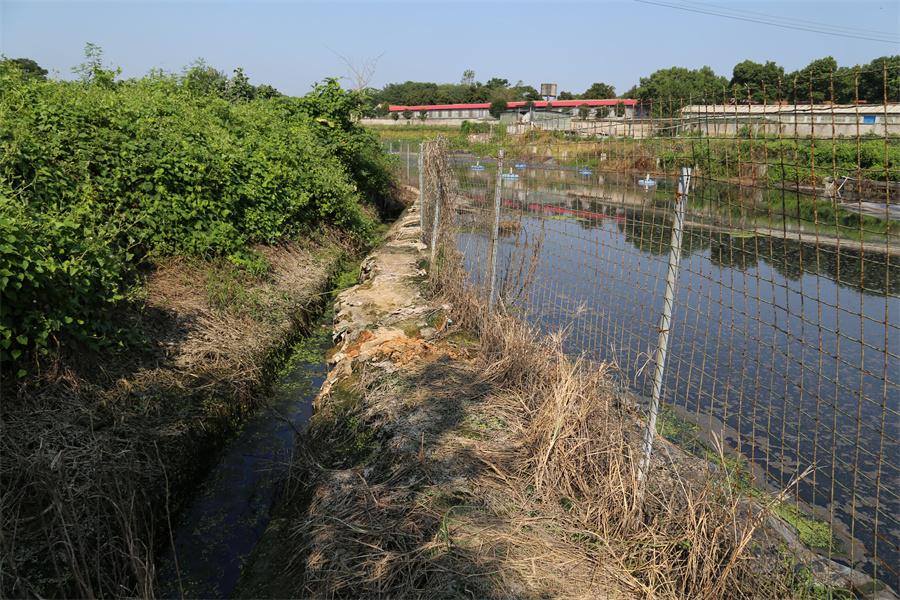 河北“一塘一策”整治農村黑臭水體